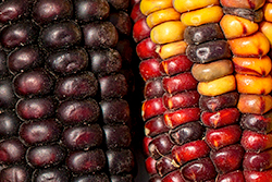 El maíz, base alimentaria y ritual de los pueblos americanos, en los Andes tiene cientos de variedades. Foto: Jorge Vinueza / Ñan