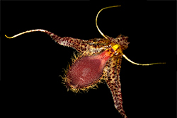 Muscarella megalops, una orquídea endémica del sur del Ecuador. Foto: Juan del Hierro