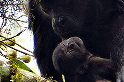 El aullador negro (Alouatta palliata) es una de las cuatro especies de primates de la Costa. Foto: Irene Duch