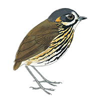 Ilustración de Robin Restall para la guía "Birds of Ecuador", de Juan Freile y Robin Restall (Helm, 2018).