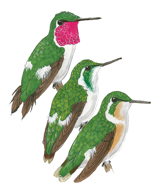 Quinde, ilustración de Robin Restall para el libro "Birds of Ecuador", de Juan Freile y Robin Restall (Helm, 2018).