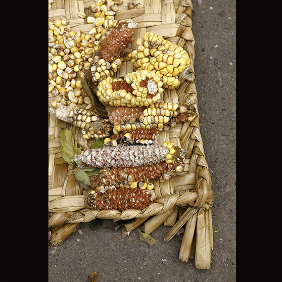 Mazorcas de maíz (Zea mays) secándose en el patio de la casa de José Luis Pichamba, en Peguche, Imbabura. Foto: ANDRÉS VALLEJO