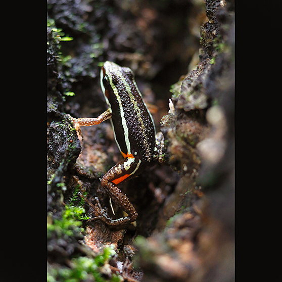 Epipedobates anthonyi en el bosque petrificado de Puyango, Loja. Foto: ANDRÉS VALLEJO