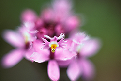 Las diversidad de orquídeas Epidendrum en los Andes todavía confunde a los científicos. La de la foto viene de los flancos orientales. Foto: Andrés Vallejo