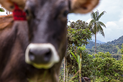 El ganado vacuno y el bosque han sido antagonistas en el noroccidente de Pichincha; en Miraflores, cerca de Nanegalito, se ensayan prácticas que los reconcilien. Foto: Andrés Vallejo