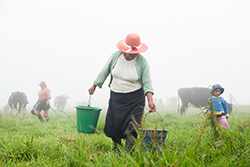 La producción de leche es la principal actividad económica de Victoria del Portete, cantón Cuenca. Foto: Santiago Arcos