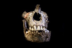 Cráneo y dentadura de Australopithecus africanus de más de 2 millones de años provenientes de Sudáfrica. El análisis de la composición y estructura de estos dientes permitió conocer que A. africanus tenía una lactancia prolongada, por lo tanto es posible que haya tenido una organización social compleja. Foto: Luca Fiorenza