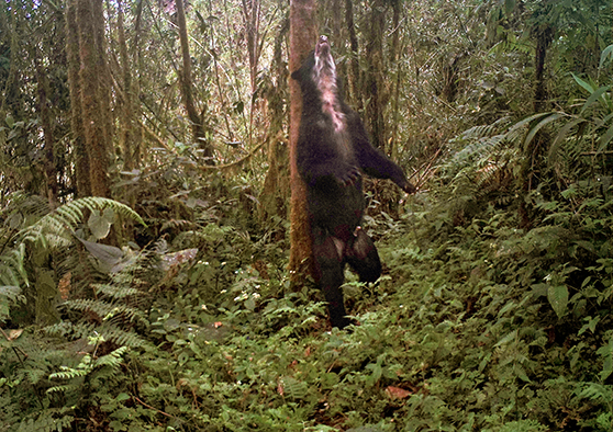 Un oso andino (Tremactos ornatus) fotografiado por una cámara trampa en los bosques nublados del noroccidente de Pichincha. Foto: CONDESAN / Fundación Futuro