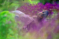 Tortuga gigante de Santa Cruz (Chelonoidis porteri), la especie más grande de tortuga de Galápagos. Se encuentra principalmente en la parte alta donde puede aprovechar la abundante vegetación durante todo el año. Foto: Alejandro Arteaga / Tropical Herping