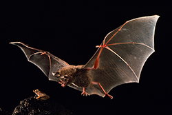 Un murciélago de labio berrugoso (Trachops cirrhosus) a punto de cazar una rana cutín (Craugastor sp.) gracias a la precisión de su “radar”. Foto: Merlin Tuttle