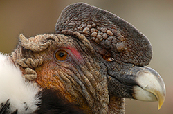Rucu cóndor (Vultur gryphus). Foto: Pete Oxford y Reneé Bish