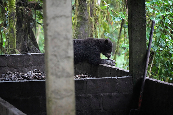 Un oso aprovecha los desechos orgánicos en una compostera en el noroccidente de Pichincha. Foto: Rafael Cárdenas / Biographica
