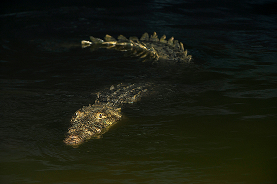 Cocodrilo de la Costa o americano (Crocodylus acutus) otrora común habitante de ríos y estuarios de la Costa ecuatoriana. Foto: Pete Oxford y Reneé Bish