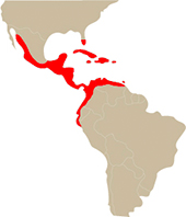 Mapa de distribución de Crocodylus acutus. Sección "Nuestra Fauna", Ecuador Terra Incognita