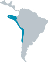 Mapa de distribución de Oceanites gracilis. Sección "Nuestra Fauna", Ecuador Terra Incognita