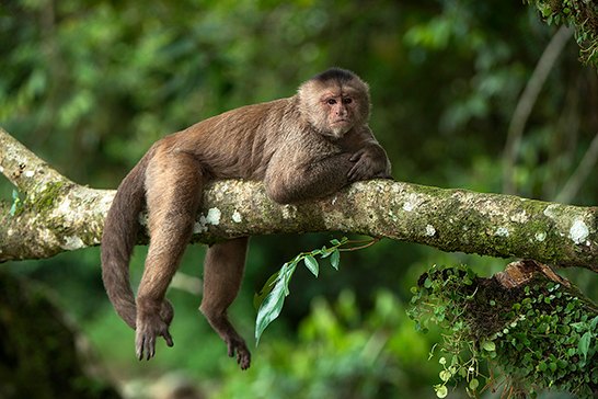 Mono machín o capuchino blanco o del Marañón, fotografiado en la Amazonía ecuatoriana. Foto: Pete Oxford y Reneé Bish