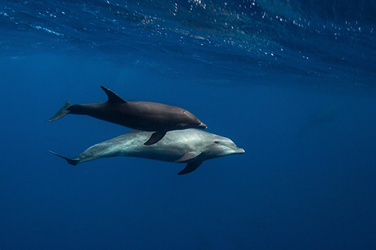 Delfín nariz de botella (Tursiops truncatus), cerca de la isla Wolf, Galápagos. Foto: Pete Oxford y Reneé Bish