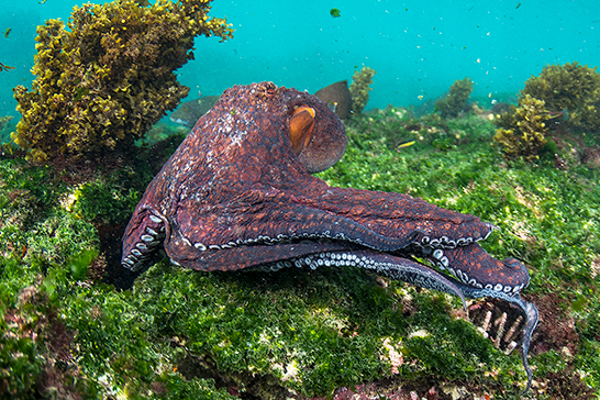 Pulpo común o de roca (Octopus vulgaris) en torno a la isla Floreana, Galápagos. Foto: Pete Oxford y Reneé Bish