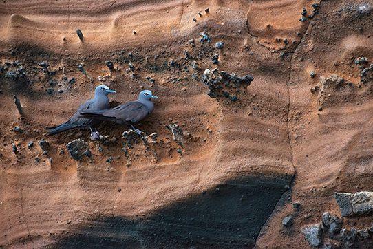 Gaviotín pardo (Anous stolidus), distribuido por todos los mares tropicales del mundo, aquí fotografiado en Galápagos. Foto: Pete Oxford y Reneé Bish