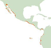 Mapa de distribución de la raya cara de vaca del Pacífico (Rhinoptera steindachneri). Serie Nuestra Fauna, revista Ecuador Terra Incognita.