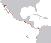 Mapa de distribución de la raya águila del Pacífico (Aetobatus laticeps). Nuestra Fauna, Ecuador Terra Incognita 139.