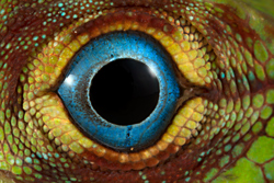 Ojo del anolis bandeado (Anolis transversalis) de la Amazonía ecuatoriana. Foto: Tropical Herping