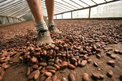 Secado de cacao en la plantación San José de Tambo en Los Ríos, Ecuador. Foto: Jorge Vinueza