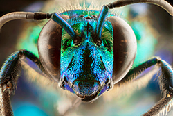 Las mandíbulas de las abejas son claves para su identificación. En la foto, una Exaerete smaragdina, abeja de las orquídeas de Morona Santiago. Foto: Sebastián Padrón