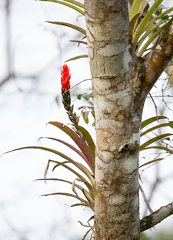 Bromelia del bosque de garúa de Manabí. Foto: Andrés Vallejo