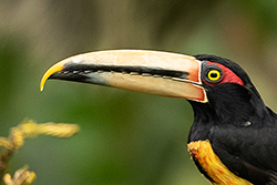 Arasari de collar (Pteroglossus torquatus), en la estación biológica Bilsa, en el área de influencia de la reserva ecológica Mache Chindul, Esmeraldas. Foto: Murray Cooper