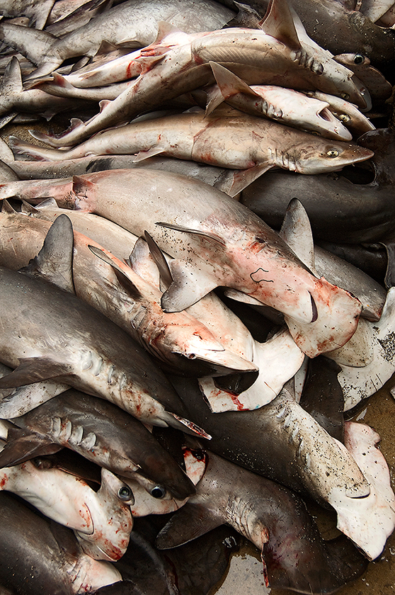 Tiburones en el puerto pesquero de Santa Rosa, en Manabí. Foto: Pete Oxford y Reneé Bish