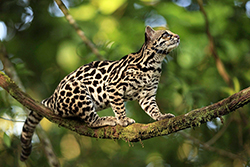 Pocos felinos pueden mantener el equilibrio al trepar por ramas
y lianas, como el margay. 