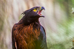 Una hembra de águila inca emite sus llamados a un macho que sobrevuela en las cercanías desde un alto árbol que le sirve de atalaya. Cosanga, Napo. Foto: Jaime Culebras