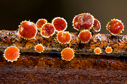 Setas, probablemente del género Belonidium. Foto: Danny Newman Setas, probablemente del género Belonidium. Foto: Danny Newman