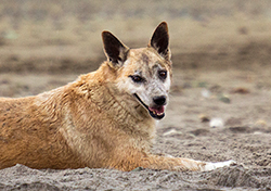Los perros ferales en las playas pueden causar problemas, como la predación de huevos de tortuga. Aquí uno en la playa de Ayampe, Manabí. Foto: Andrés Vallejo Espinosa Los perros ferales en las playas pueden causar problemas, como la predación de huevos de tortuga. Aquí uno en la playa de Ayampe, Manabí. Foto: Andrés Vallejo Espinosa