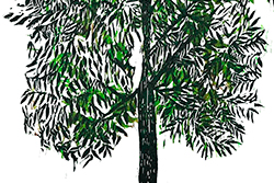 Árbol de tocte (Juglans regia). Grabado: Martina Samaniego Árbol de tocte (Juglans regia). Grabado: Martina Samaniego