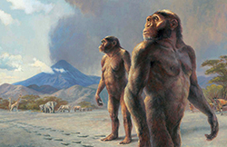 Representación de Australopithecus afarensis, un primo pasado del humano moderno. Foto: Institute of Human Origins Representación de Australopithecus afarensis, un primo pasado del humano moderno. Foto: Institute of Human Origins