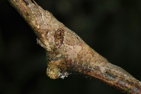 ¿Puedes ver dónde está el insecto? Haz clic para ver su forma completa. Foto: Kelly Swing
