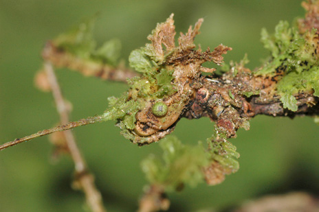 El insecto palo, cuya cabeza se ve (¡o no se ve!) en la foto, presenta protuberancias en su exoesqueleto que imitan el musgo que crece en las ramas. Foto: Kelly Swing