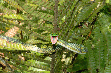 Las escamas de Leptophis ahaetula hacen que se confunda entre la vegetación. Cuando se ve en peligro, amenaza abriendo sus fauces rojas, que toman de sorpresa a su posible agresor. Foto: Kelly Swing