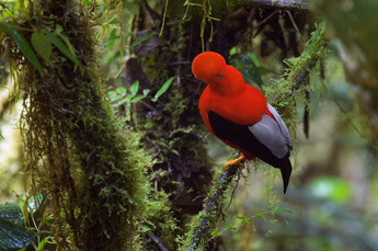 Los alrededores de la cascada de San Rafael es uno de los sitios preferidos por los avituristas para observar a la variedad amazónica del gallito de la peña (Rupiculoa peruviana). Foto: Murray Cooper / Archivo Criollo